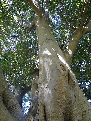 The Royal Botanic Garden Sydney